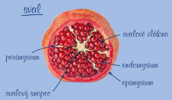 Fasciln osteopatie
