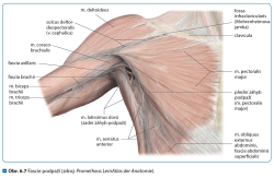 Fasciln osteopatie