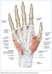 Fasciln osteopatie