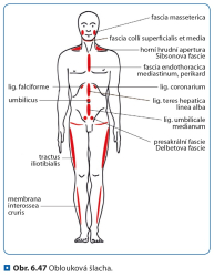 Fasciln osteopatie