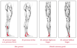 Spouov body a fascie