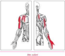 Spouov body a fascie