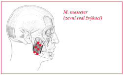 Spouov body a fascie