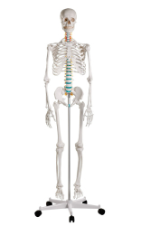 Kostra lovka Oscar 178 cm