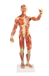 Model lidskho svalstva 1/3 ivotn velikosti