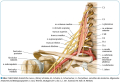 Nervov systm v osteopatii