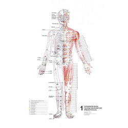 Sestava 3 plakt topografie akupunkturnch bod ze t stran