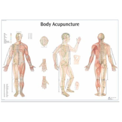 Plakát akupunkturní body 68x98cm