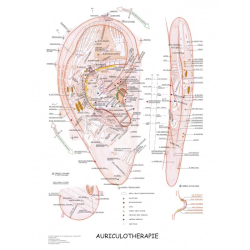 Plakt auriculoterapie ucho 63x47cm