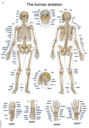 Plakát kostry člověka 70x50 cm