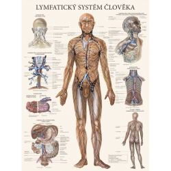 Plakát Lymfatický systém člověka 63x47cm