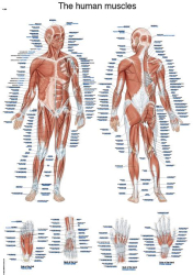 Plakát svalová soustava člověka 70x50 cm